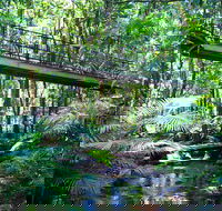Double Pack-Ancient Rainforest and Waterfalls - Accommodation Gold Coast