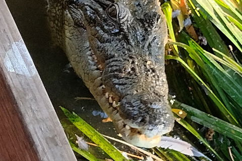 Litchfield Park Adventures And Jumping Crocodile Cruise + Butterfly Farm - 1 Gold Coast 1