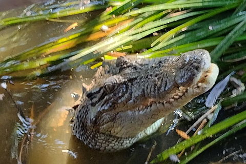 Litchfield Park Adventures And Jumping Crocodile Cruise + Butterfly Farm - 1 Gold Coast 4