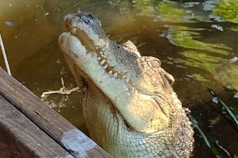 Litchfield Park Adventures And Jumping Crocodile Cruise + Butterfly Farm - 1 Gold Coast 5