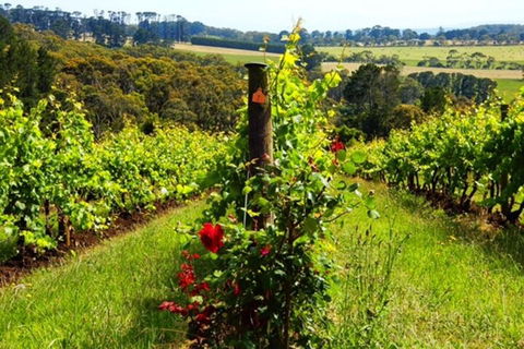 Mornington Peninsula Sightseeing Tour For 2-6 Guests. - Accommodation Gold Coast 3