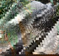 Private Blue Mountains and Wildlife Park Tour from Sydney with Barbecue Lunch - Accommodation Gold Coast