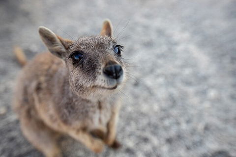 Chillagoe Caves And Outback Day Trip From Cairns - Accommodation Gold Coast 2