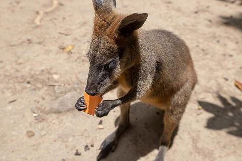 Chillagoe Caves And Outback Day Trip From Cairns - Accommodation Gold Coast 5