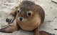 Kangaroo Island Scenic Trail Tour - thumb 0