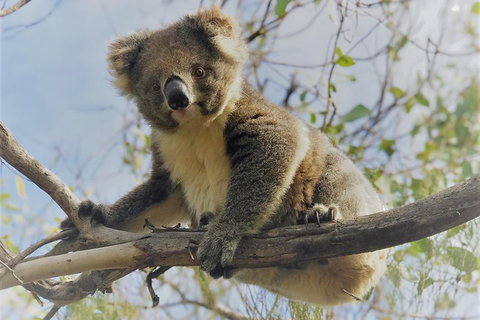 Kangaroo Island Scenic Trail Tour - Accommodation Gold Coast 2