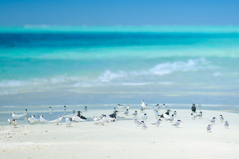 Private Coral Cay Bubbles Tour - Accommodation Gold Coast 2