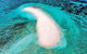 Private Coral Cay Bubbles Tour - thumb 3
