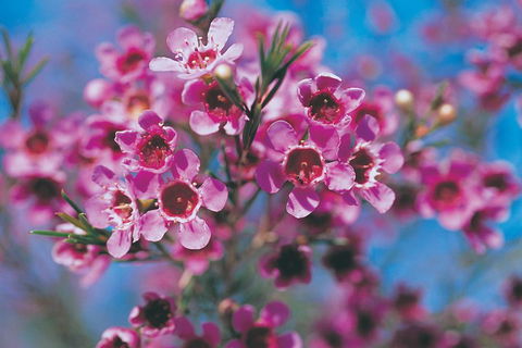 Best Of Perth Wildflower Season Day Trip - Accommodation Gold Coast 1