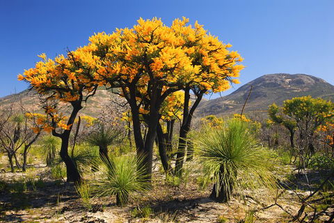 Best Of Perth Wildflower Season Day Trip - Accommodation Gold Coast 3