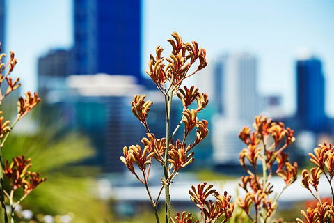Best Of Perth Wildflower Season Day Trip - Accommodation Gold Coast 4