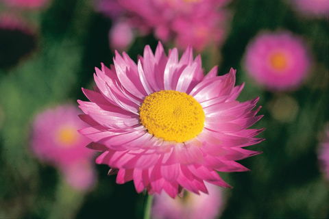 Best Of Perth Wildflower Season Day Trip - Accommodation Gold Coast 5