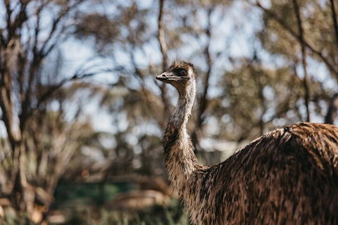 Wave Rock, York, Wildflowers, And Aboriginal Cultural Day Tour From Perth - Accommodation Gold Coast 4