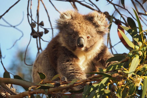 2-Hour Koala Walking Tour In Kangaroo Island - Accommodation Gold Coast 0