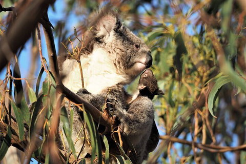 2-Hour Koala Walking Tour In Kangaroo Island - Accommodation Gold Coast 1