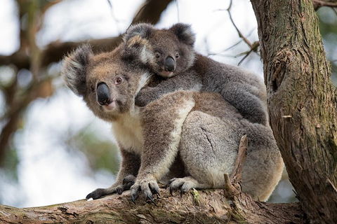Great Ocean Road Sunset Tour From Melbourne - Accommodation Gold Coast 0