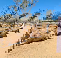 West MacDonnell Ranges Half-Day Small-Group Tour with Camel Ride - Accommodation Gold Coast