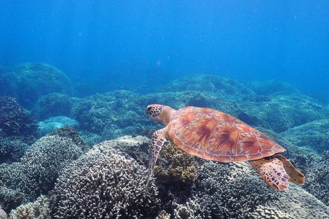 Calypso Outer Great Barrier Reef Cruise From Port Douglas - Accommodation Gold Coast 2