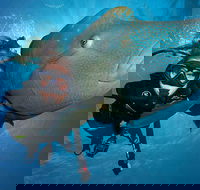 Great Barrier Reef Snorkeling and Diving Cruise from Cairns - Accommodation Gold Coast