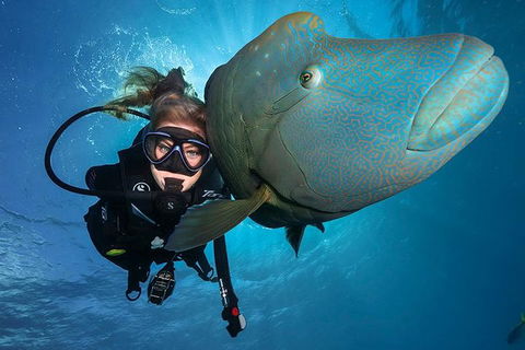 Great Barrier Reef Snorkeling And Diving Cruise From Cairns - Accommodation Gold Coast 0