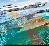 Scenic Helicopter Flight to Moore Reef and Return Snorkeling Cruise from Cairns - Accommodation Gold Coast