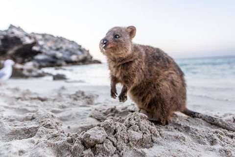 Rottnest Island All-Inclusive Grand Island Tour From Fremantle - Accommodation Gold Coast 2