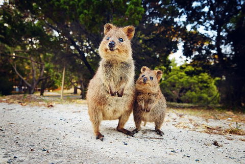 Rottnest Island All-Inclusive Grand Island Tour From Fremantle - Accommodation Gold Coast 5