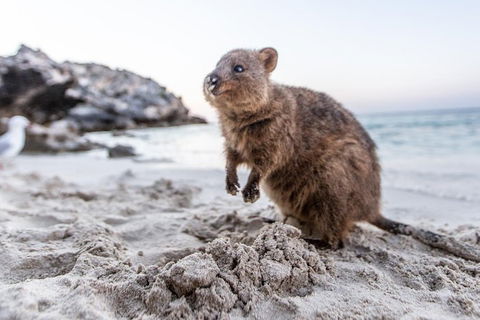 Rottnest Island Bike & Ferry Package From Perth - Accommodation Gold Coast 5