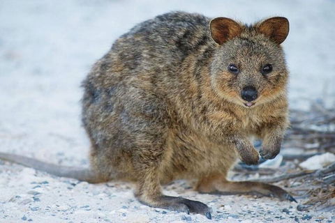 Perth To Rottnest Island Roundtrip Ferry Ticket - Accommodation Gold Coast 3