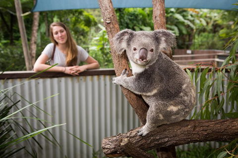 Hartley's Crocodile Adventures Day Trip From Cairns - Accommodation Gold Coast 5