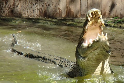 Hartley's Crocodile Adventures Day Trip From Palm Cove - Accommodation Gold Coast 3