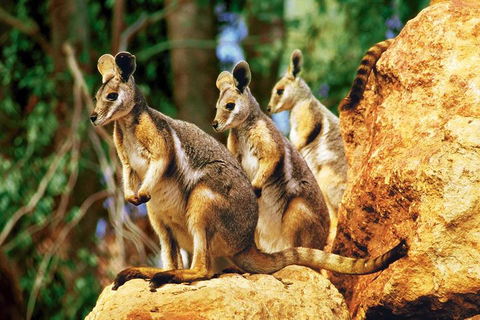 Sydney Harbour Hop On Hop Off Cruise With Taronga Zoo Entry - Accommodation Gold Coast 4