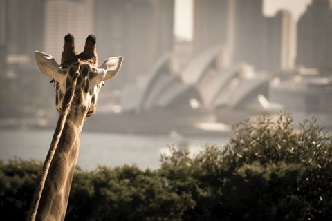 Sydney Harbour Hop On Hop Off Cruise With Taronga Zoo Entry - Accommodation Gold Coast 5