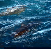 Sydney Whale-Watching Cruise - Accommodation Gold Coast