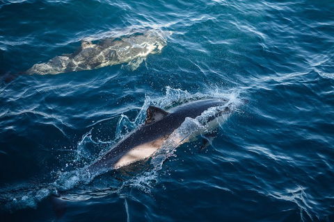 Sydney Whale-Watching Cruise - Accommodation Gold Coast 0