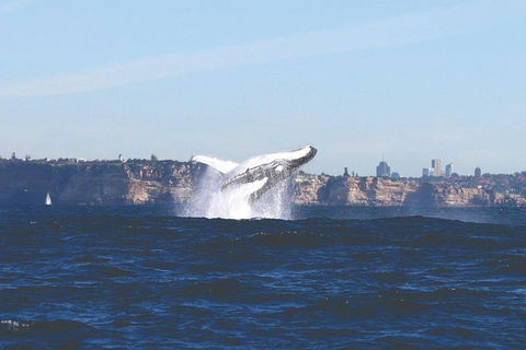 Sydney Whale-Watching Cruise - Accommodation Gold Coast 3