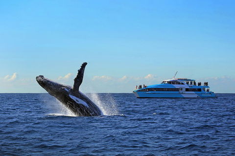 Sydney Whale-Watching Cruise - Accommodation Gold Coast 5