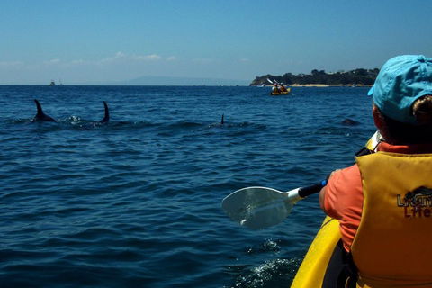 Mornington Peninsula Kayak Coastline Tour Of Dolphin Sanctuary - Accommodation Gold Coast 0