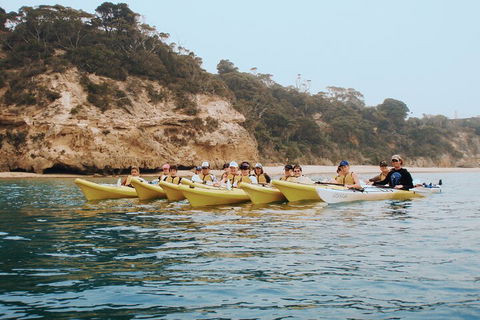 Mornington Peninsula Kayak Coastline Tour Of Dolphin Sanctuary - Accommodation Gold Coast 4