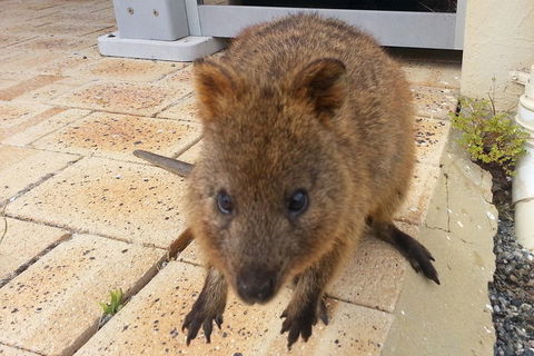 Wave Rock, Pinnacles And Rottnest One Day Aeroplane Tour - Accommodation Gold Coast 0