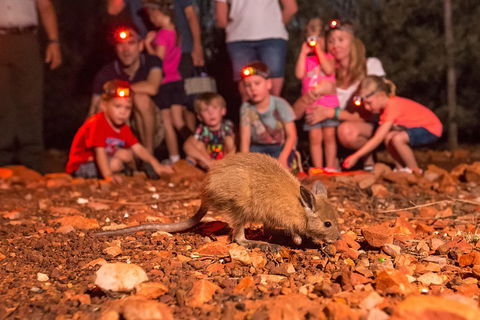 Alice Springs Desert Park Nocturnal Tour - Accommodation Gold Coast 1