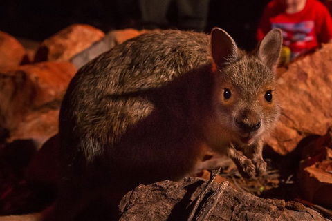 Alice Springs Desert Park Nocturnal Tour - Accommodation Gold Coast 3