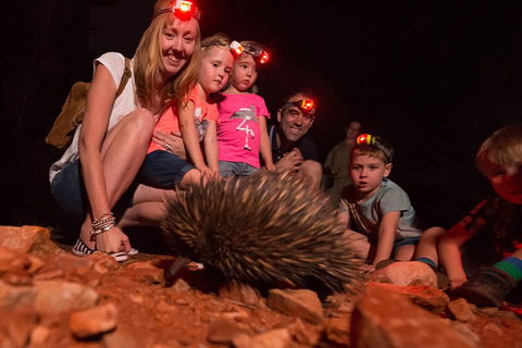Alice Springs Desert Park Nocturnal Tour - Accommodation Gold Coast 5