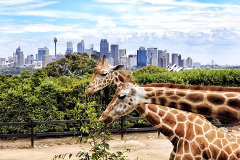 Go City | Sydney Explorer Pass With 20+ Attractions And Tours - Accommodation Gold Coast 2