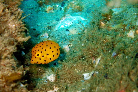 Wave Break Island Scuba Diving On The Gold Coast - Accommodation Gold Coast 3