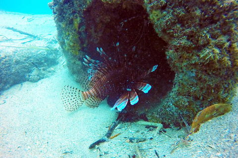 Wave Break Island Scuba Diving On The Gold Coast - Accommodation Gold Coast 5