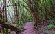 Kunanyi / Mt. Wellington Guided Hiking Tour - thumb 2