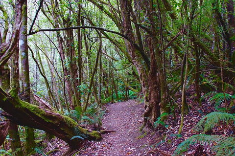 Kunanyi / Mt. Wellington Guided Hiking Tour - Accommodation Gold Coast 2