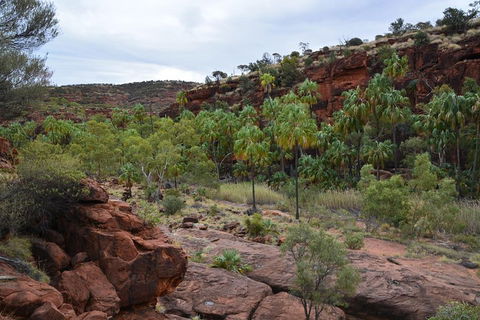 Palm Valley And Hermannsburg 1 Day 4WD Tour - 1 Gold Coast 4