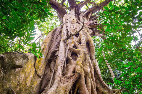 Mossman Gorge Adventure Day - Accommodation Gold Coast 1